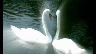 Lebedi sveshenie.avi