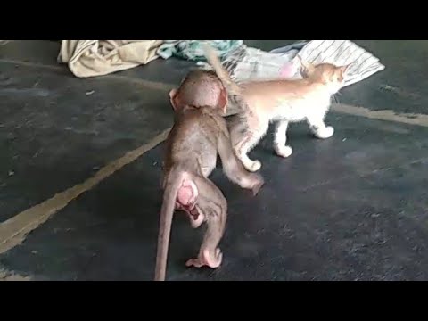 anji followings cat walk #shorts