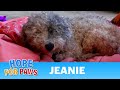 Blind Senior Dog On The Streets Rescued Before Getting Hit By A Car Senior