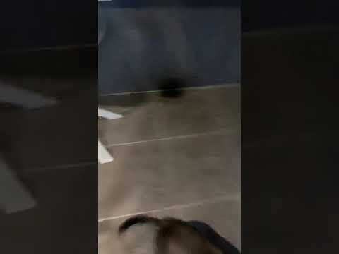 Jerico  the American Staffordshire Terrier