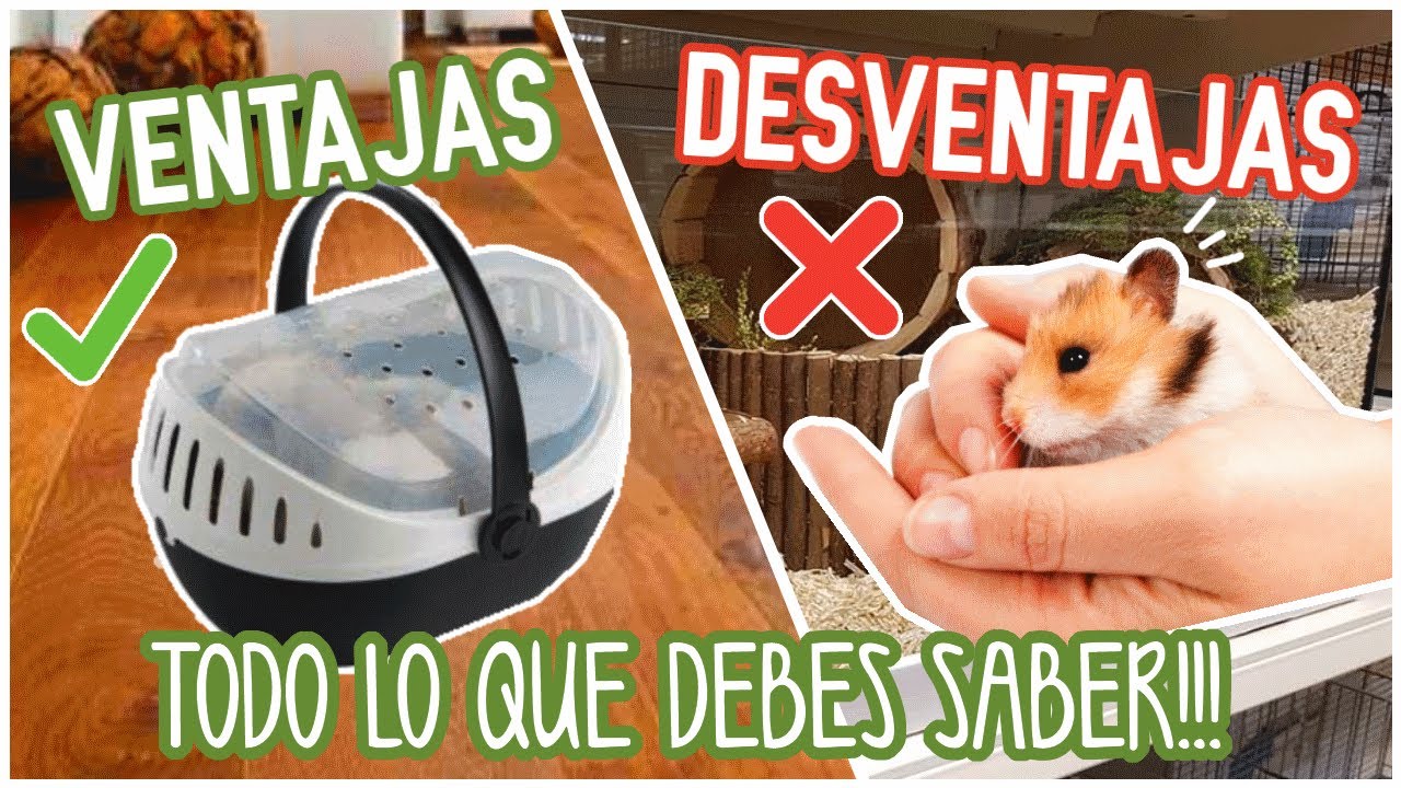 VENTAJAS Y DESVENTAJAS DE TENER UN HAMSTER