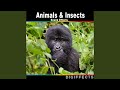 Trumpet Sound From Elephant Blowing Trunk Version 1