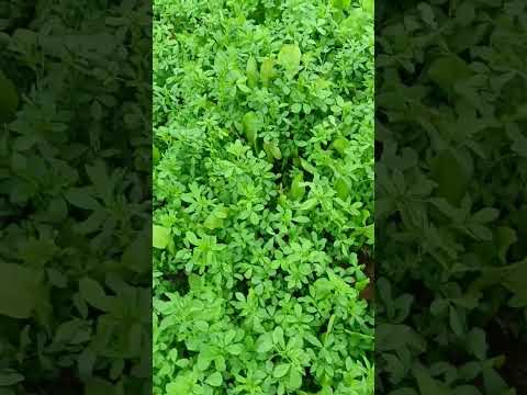 #rajka#youtubeshorts