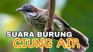 Download lagu SUARA BURUNG CIUNG AIR mp3