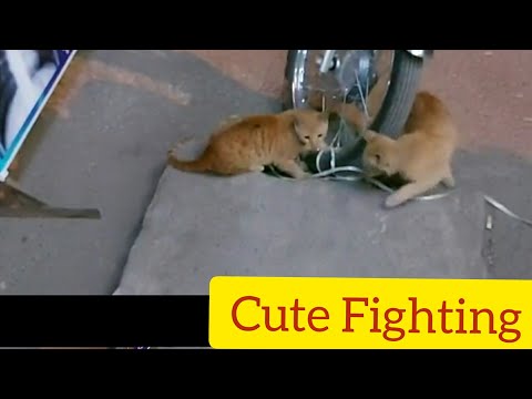 Cat Fighting | Rabii Awan