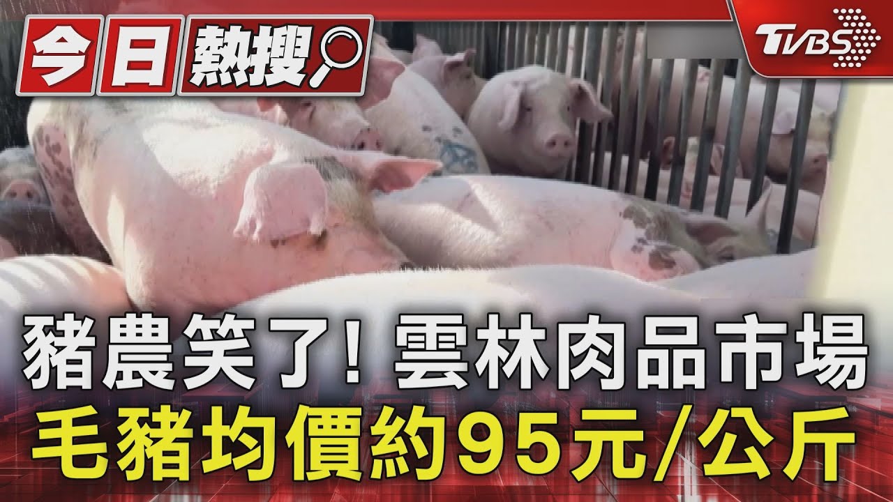 豬隻湧入市場「價格穩」!雲林毛豬拍賣均價95元/公斤