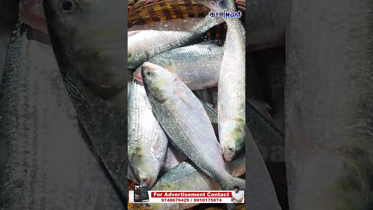 কাঁচা ইলিশ নাকি পাকা ইলিশ, দুটোর পার্থক্য কী? স্বাদ কোনটার বেশি?