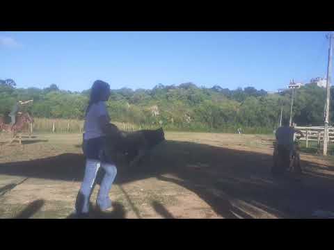 cavalo de Itaperuçu Paraná  ,Brasil laço final 🎖🏆🏐🐎🎗🤠💯🇧🇷