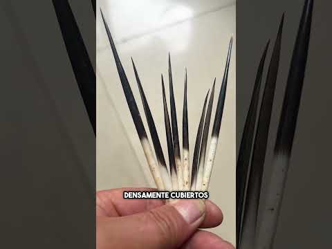 ¡Las púas del puercoespín son más peligrosas de lo que crees! #shorts