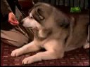 Breed All About It - Alaskan Malamute