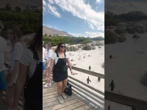 Playing with the penguins #trending  #travel #beachvibes #trendingshorts