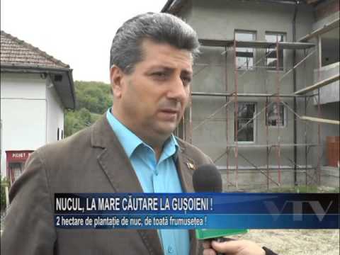 Nucul la mare cautare la Gusoeni