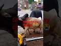 Do Sand Mein Hui Ladai Op Ladai Hai Na Ki