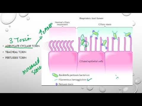 a pertussis toxin hatásmódja