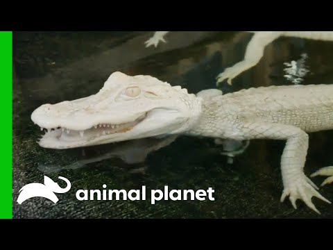 Baby Albino Alligators Move To Their New Home | The Aquarium