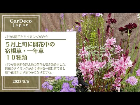 園芸 リンドハイマーのガウラ