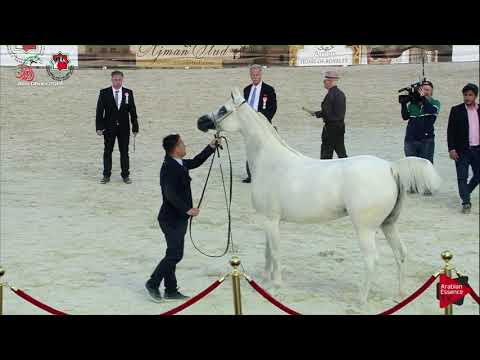 N 308 CERVINIA   UAE Nationals 2019