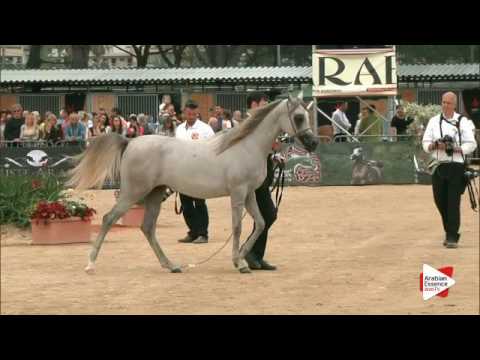 N.26 JOURAIT AL JASSIMYA - Menton 2016 - Yearling Fillies (Class 1B)