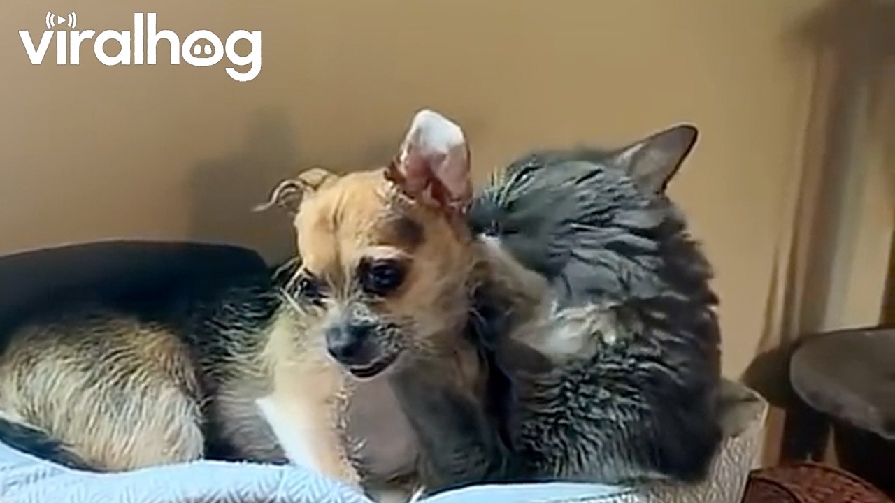 Smoosh the Cat Cuddles With Cornelius the Dog || ViralHog
