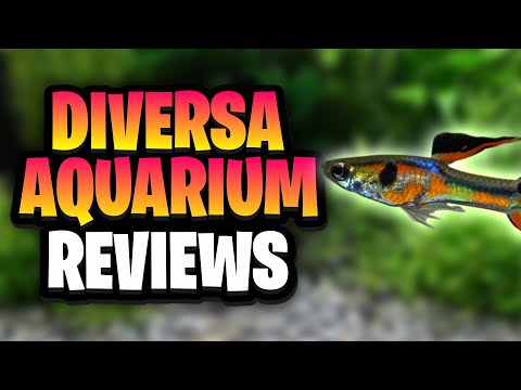 Diversa Aquarium Review: The Best Budget Tanks in Europe?