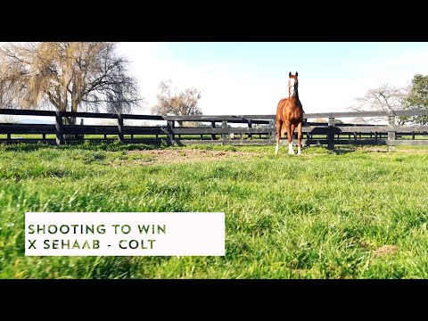 RIVERROCK WHY BUY | Shooting To Win x Sehaab
