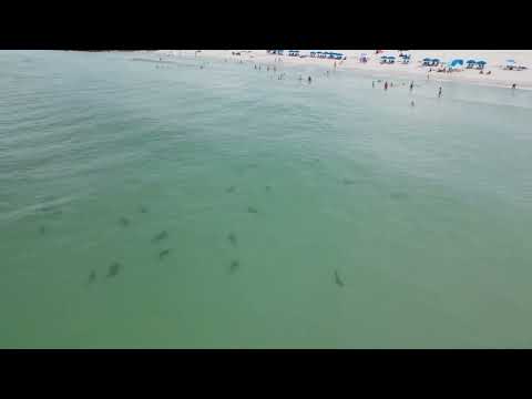 Check out all these sharks…