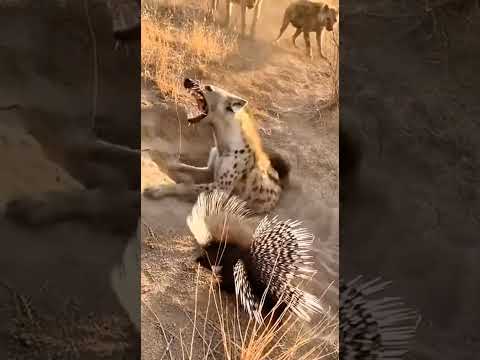 hyena Vs Porcupine: Predator's Painful Mistake!  🐊💥🤕 साही #wildlife #animals लकड़बग्घा बनाम