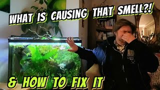 Why Does My Aquariums Smell? What it Means & How to Prevent or Fix It, & Are Your Fish in Danger?