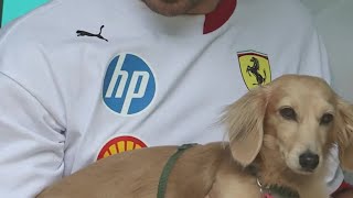 Download lagu Charles Leclerc : son chien Leo est plus populaire que lui ! mp3