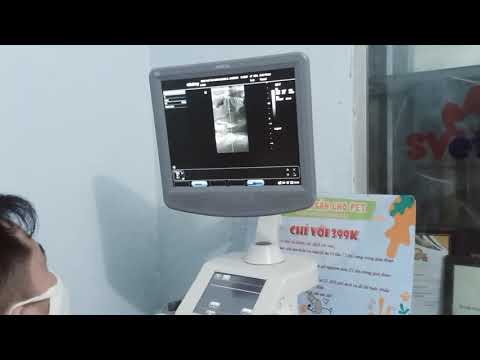 siêu âm thai chó pug  mang thai 54 ngày tại SVet