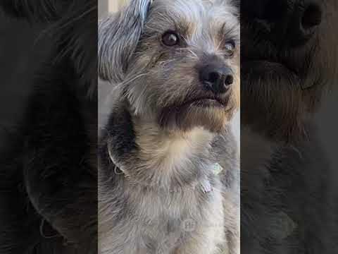 Meet the real-life pup behind Superman’s CG sidekick | Framestore