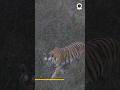 Tiger Attack 10ft From Our Gypsy Pench Tiger Reserve Forest
