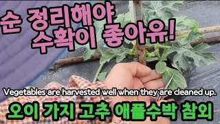 순정리하는 방법, 고추,가지,참외, 오이,애플수박 등등 Vegetables are harvested well…
