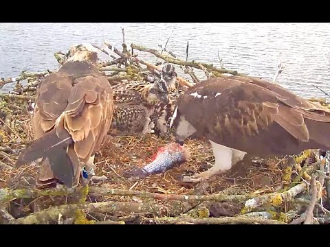 Breakfast for Rutland Ospreys. 04 June 2021