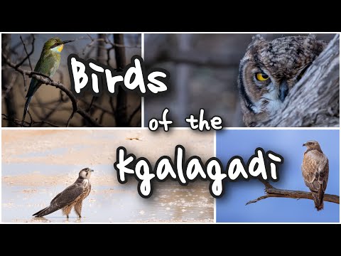 Birds of the Kgalagadi transfrontier park