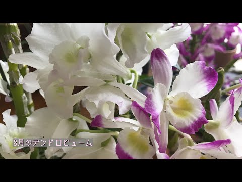 蘭、竹、デンドロビウム、散水砂、苔、ミズゴケの樹皮、細かいモミ