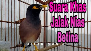Download lagu Suara KhasJalak Nias Betina Gacor Bikin Jalak Nias Jantan Cepat Nyaut. Jalak Nias Gacor Full isian mp3
