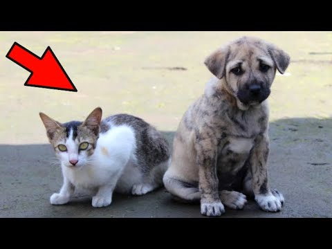 El cachorro y el gatito fueron arrojados; estaban hambrientos, ¡pero pasaba gente!