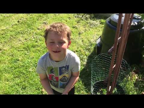 Sugar Snap Pea Pods - STEP 8 (Bucket) - Are the Pea Pod Plants "Winding" Ready?