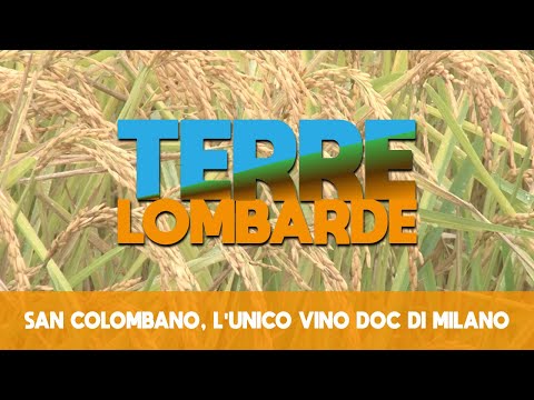 Terre Lombarde - San Colombano, l'unico vino Doc di Milano