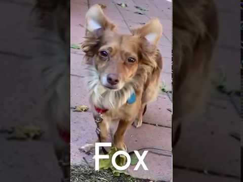 Fox, an adopted Chihuahua in Pasadena, CA_image-1