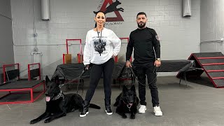 LanaLive Show preview EP08 Canine Chronicles Series #2 Canine Commandos:The Making of Bodyguard Dogs