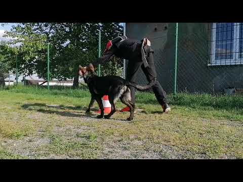 Ruby Rose Leryka - poslušnost 5/2020(5 měsíců)