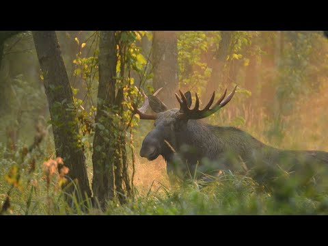 Bukowisko Łosi cz. I