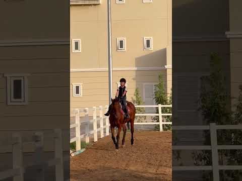 #horse #equestrian #horseriding Dancing in the moonlight/Yt Short