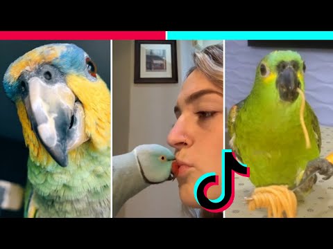 TikTok - OS PAPAGAIOS MAIS ENGRAÇADOS DO TIKTOK | Animais Fofos