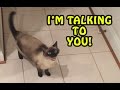 Cats Talking With Their Humans 2017 NEW