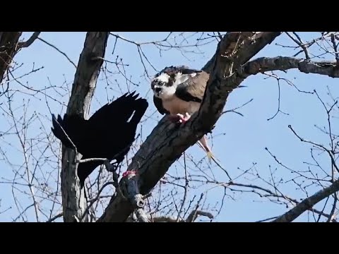 Osprey Gets Surrounded By Crows While Eating a Fish in my Backyard 🦅🐦‍⬛🐟🍽️
