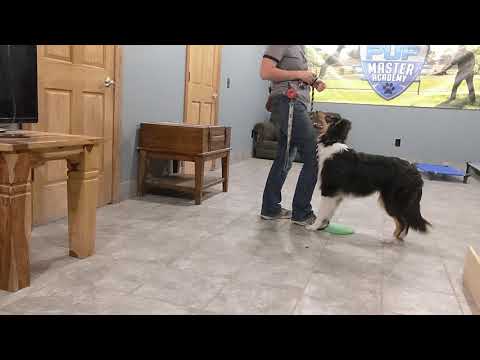 Bashir learning Target Disc