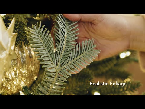 まったく新しい BH Fraser Fir® |リアルなクリスマスツリー | 写真バルサム ヒル オーストラリア